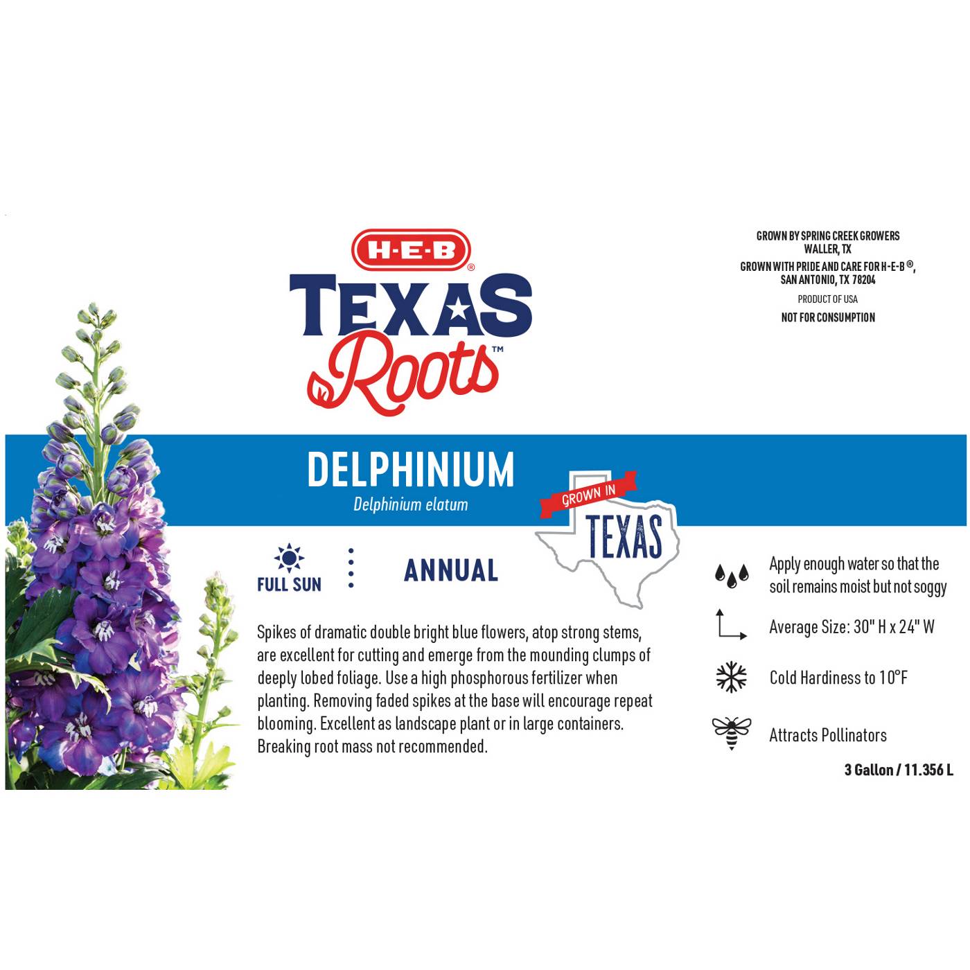 H-E-B Texas Roots Blue Guardian Potted Delphinium; image 2 of 2