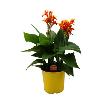Spring Creek Growers Golden Flame Canna , 8"