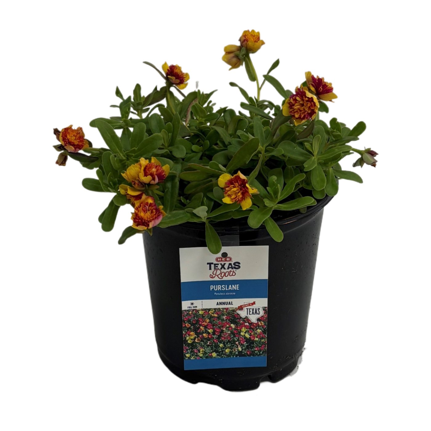 H-E-B Texas Roots - Purslane - Shop Potted plants at H-E-B