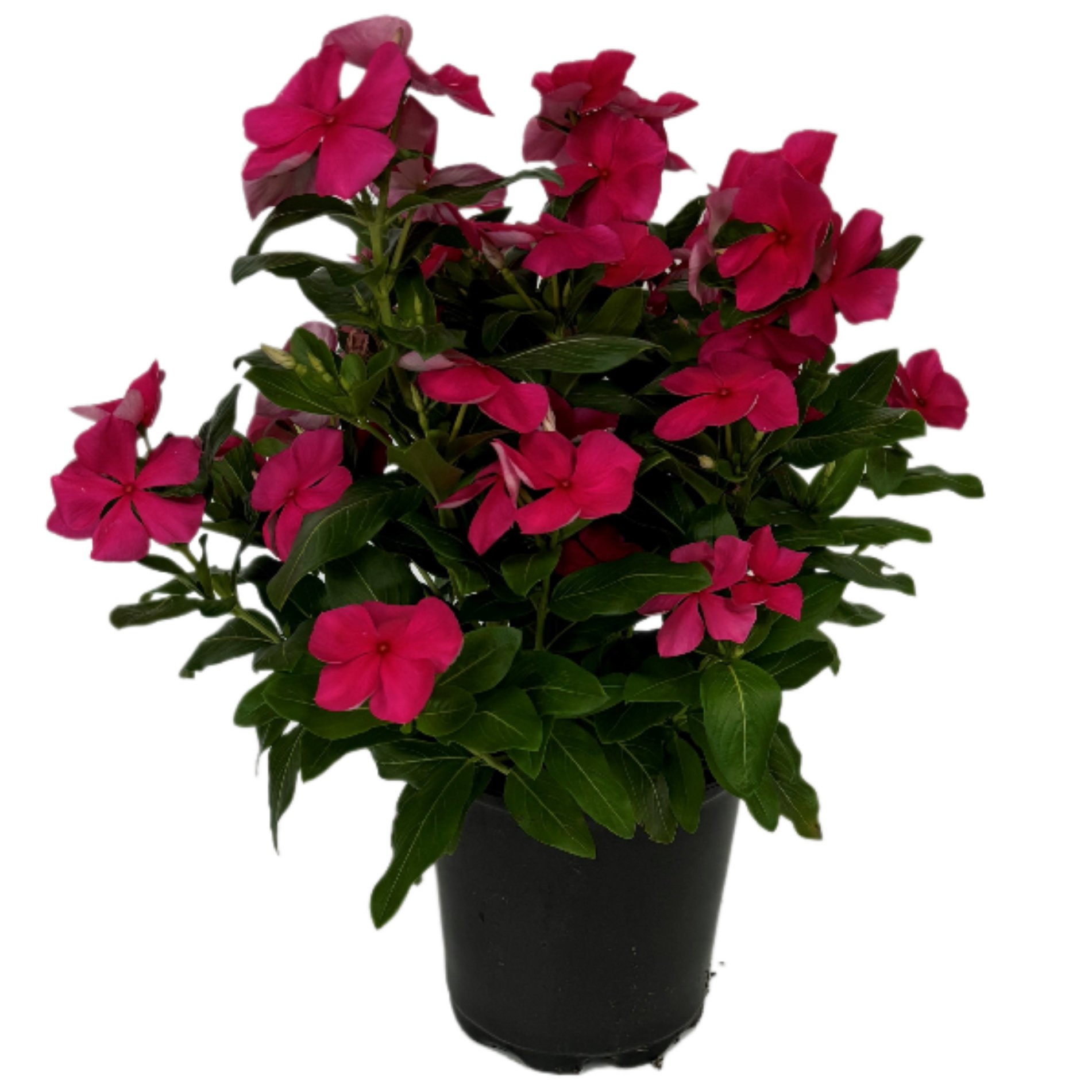 H-E-B Texas Roots Texannual - Vinca - Shop Potted plants at H-E-B