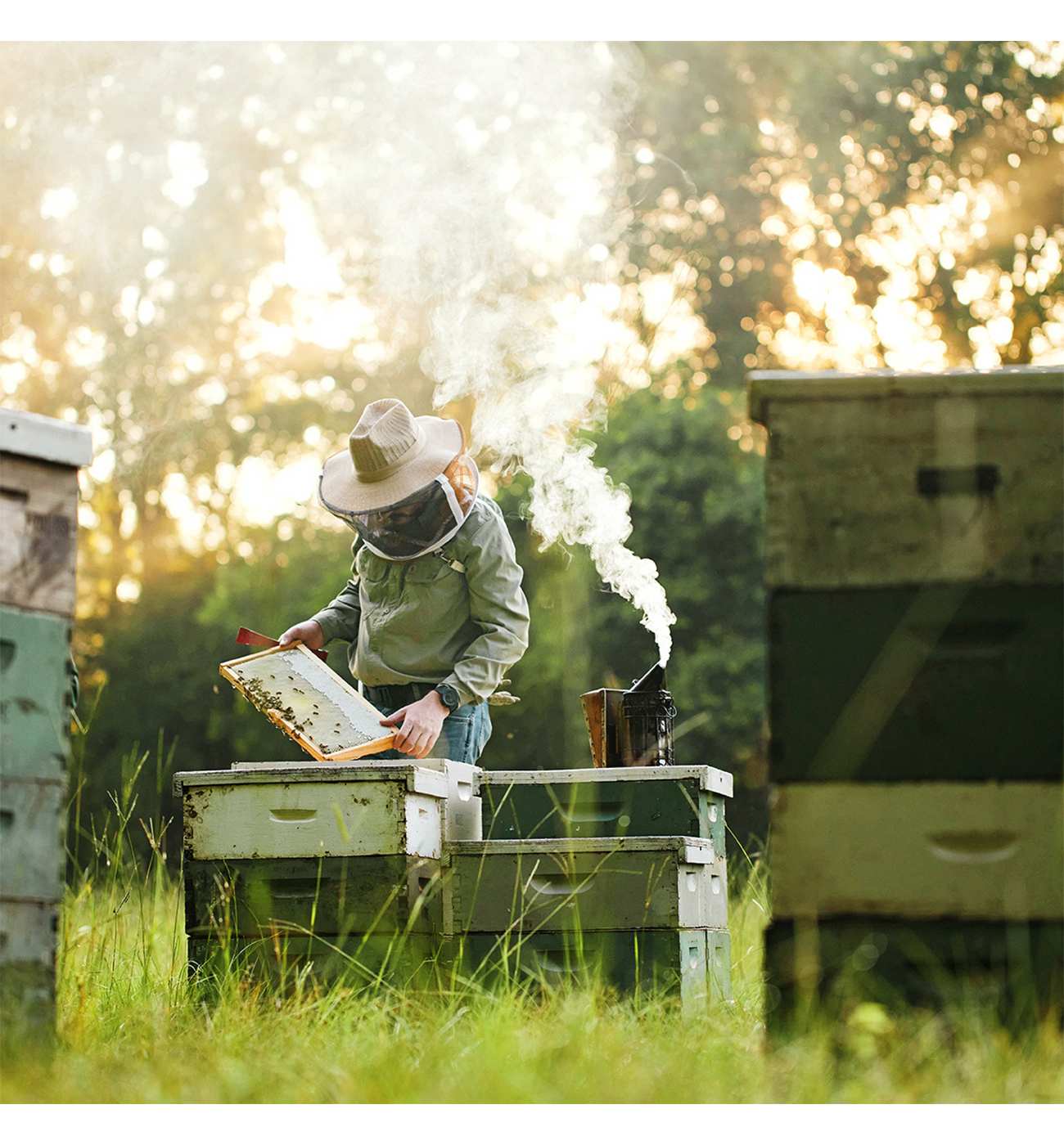 Local Hive Texas Honey Blend; image 4 of 5