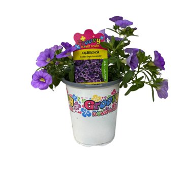 Spring Creek Growers Groovy Flower Power Calibrachoa - Lavender, 1 qt