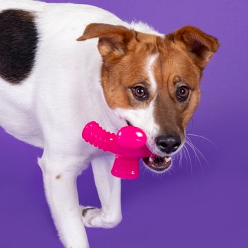 Woof & Whiskers Treat Cross Dog Toy