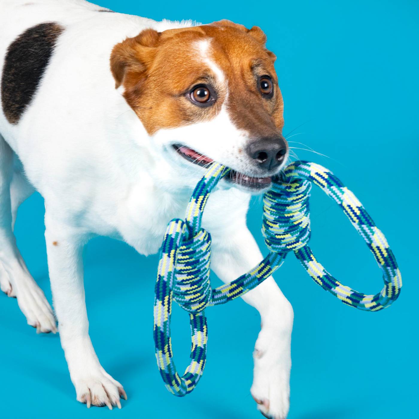 Woof & Whiskers 3 Loop Rope Dog Toy; image 3 of 3