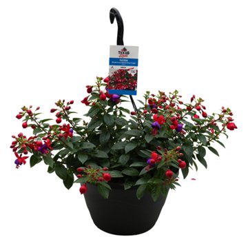 H-E-B Texas Roots Fuchsia Hanging Basket, 10''
