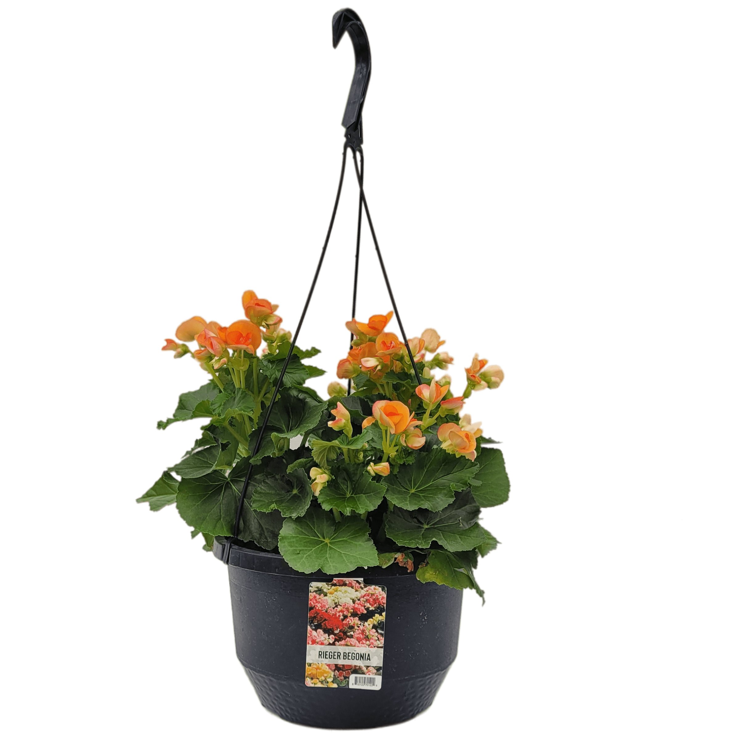 Theuts Rieger Begonia Hanging Basket Shop Potted plants at HEB