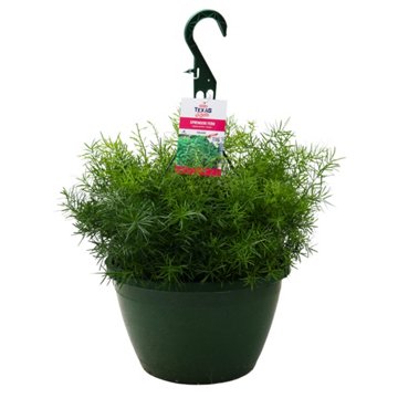 H-E-B Texas Roots Sprengeri Fern, 12''