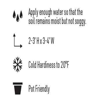 H-E-B Texas Roots Sprengeri Fern, 12''