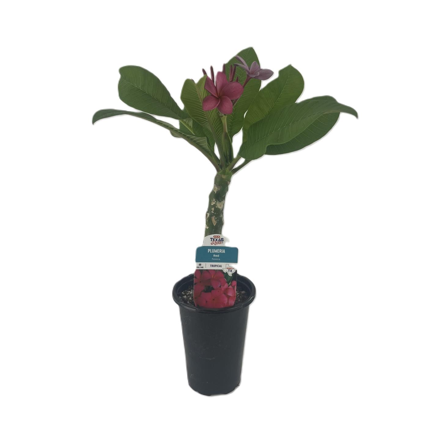 HEB Texas Roots Plumeria Red Shop Potted plants at HEB