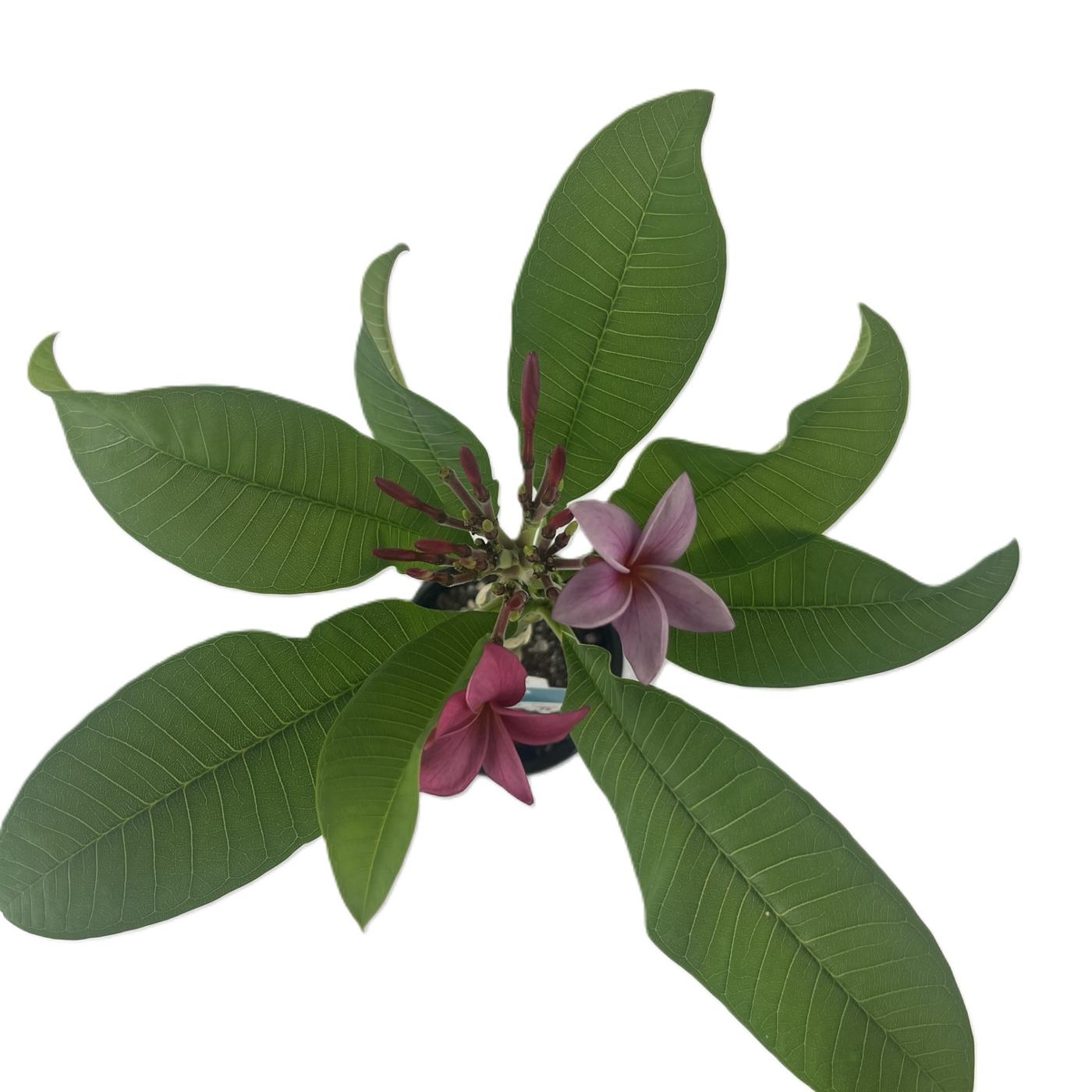 HEB Texas Roots Plumeria Red Shop Potted plants at HEB