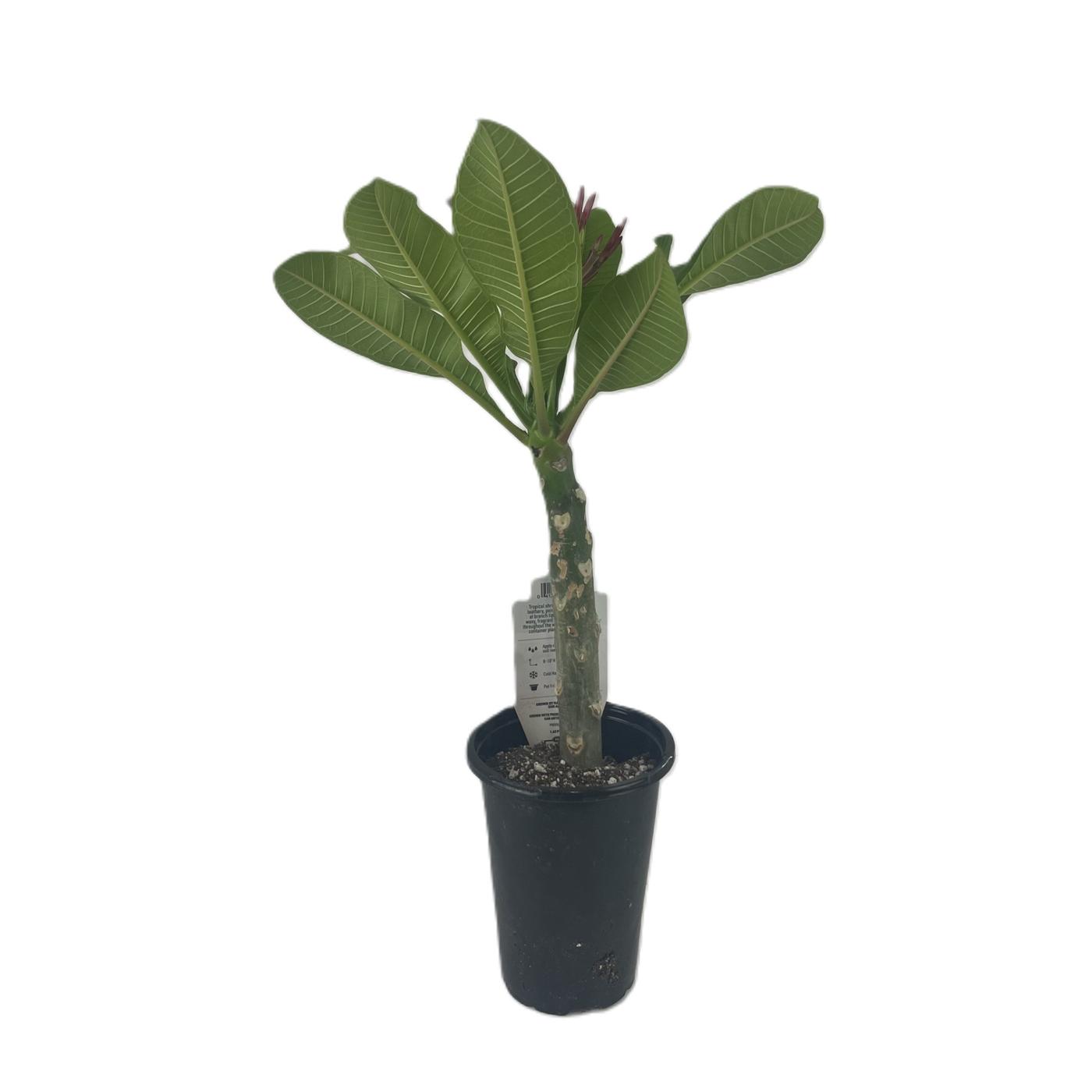 HEB Texas Roots Plumeria Red Shop Potted plants at HEB