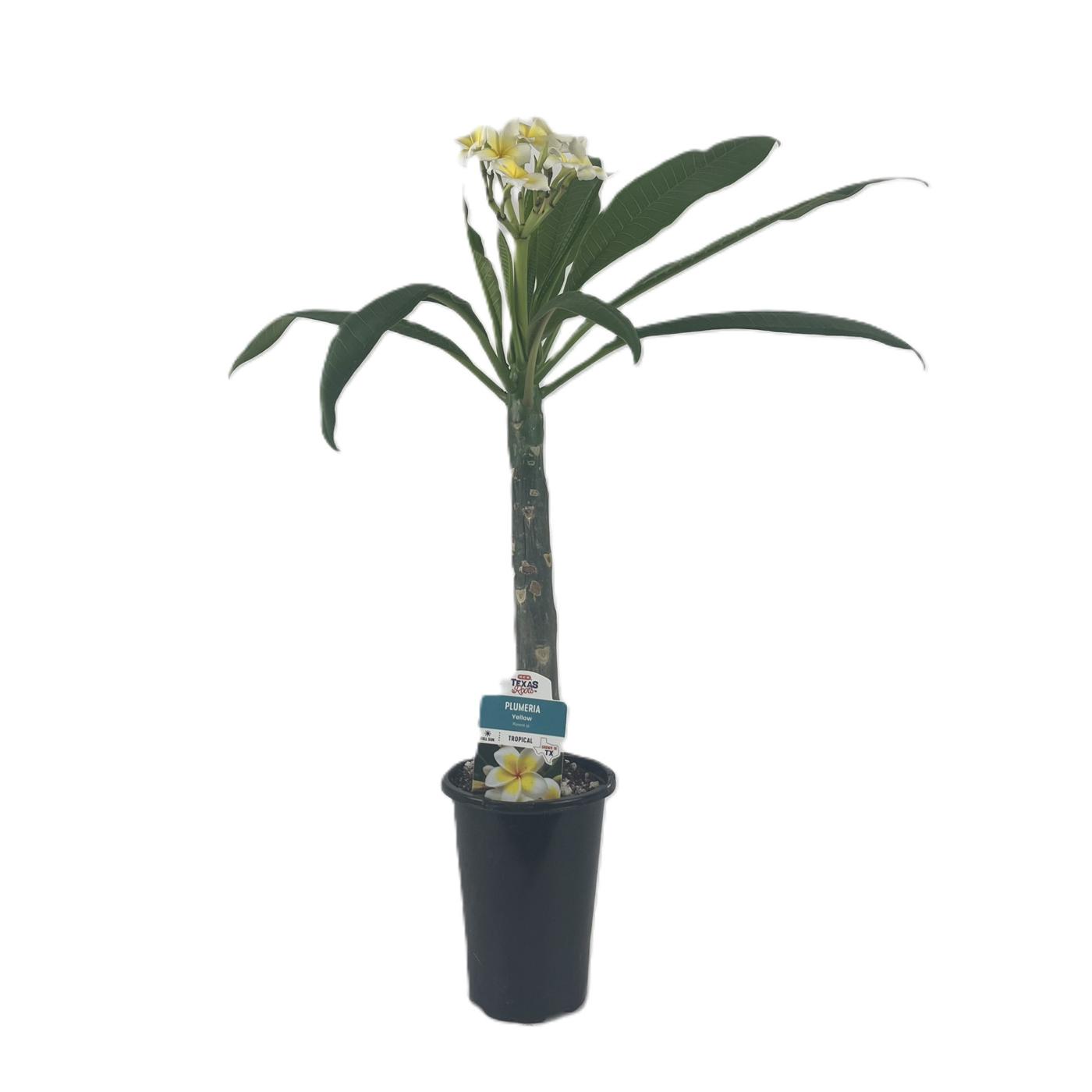 HEB Texas Roots Plumeria Yellow Shop Potted plants at HEB