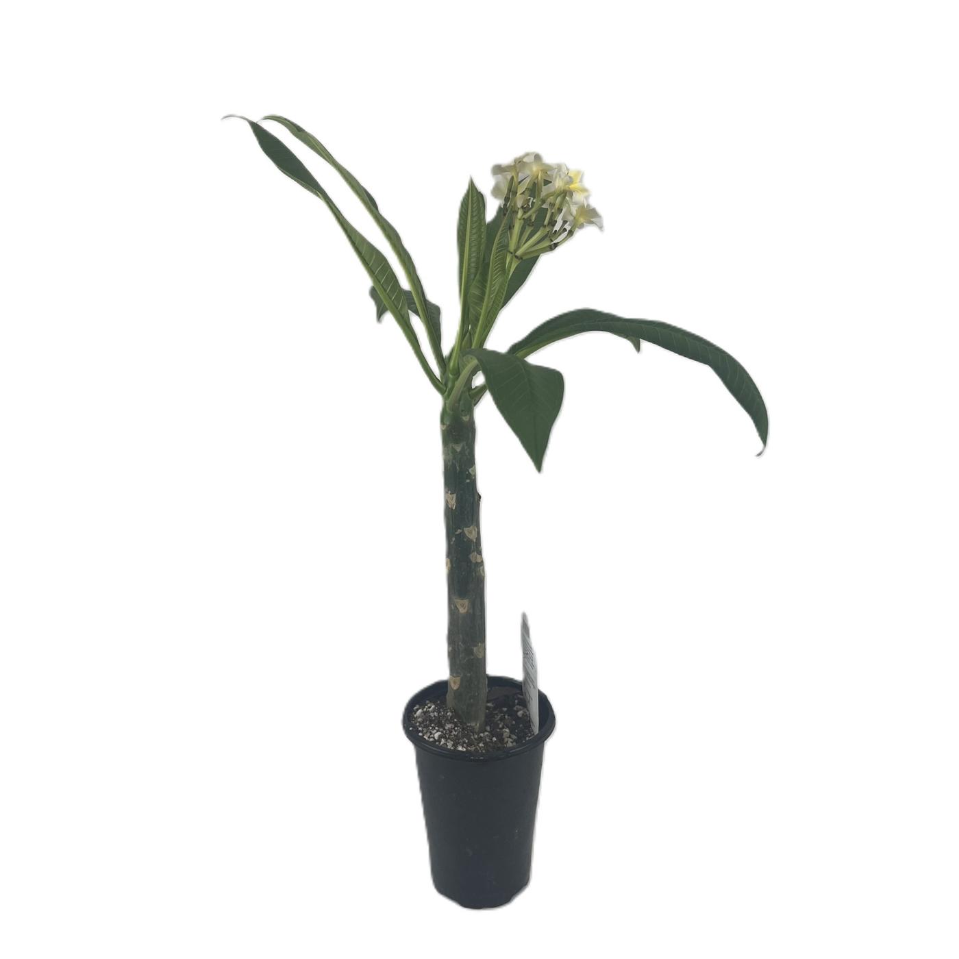 HEB Texas Roots Plumeria Yellow Shop Potted plants at HEB