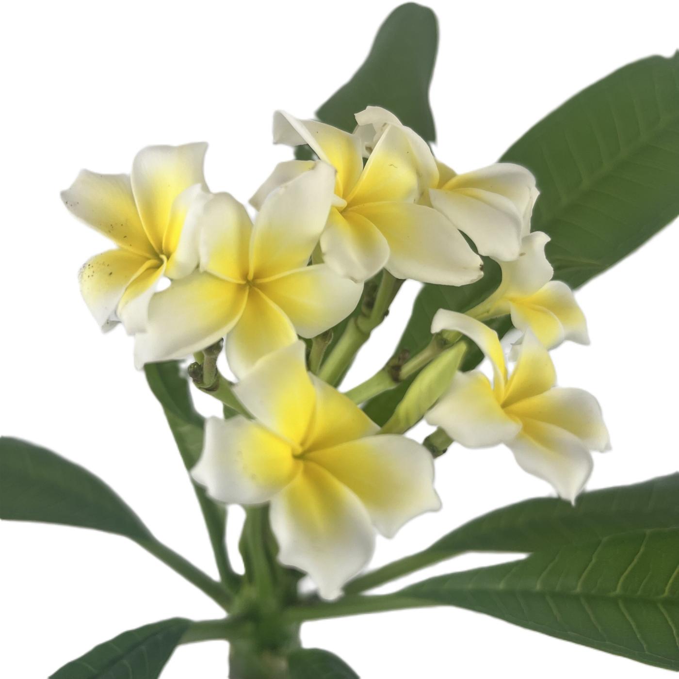 H-E-B Texas Roots Plumeria - Yellow; image 3 of 7