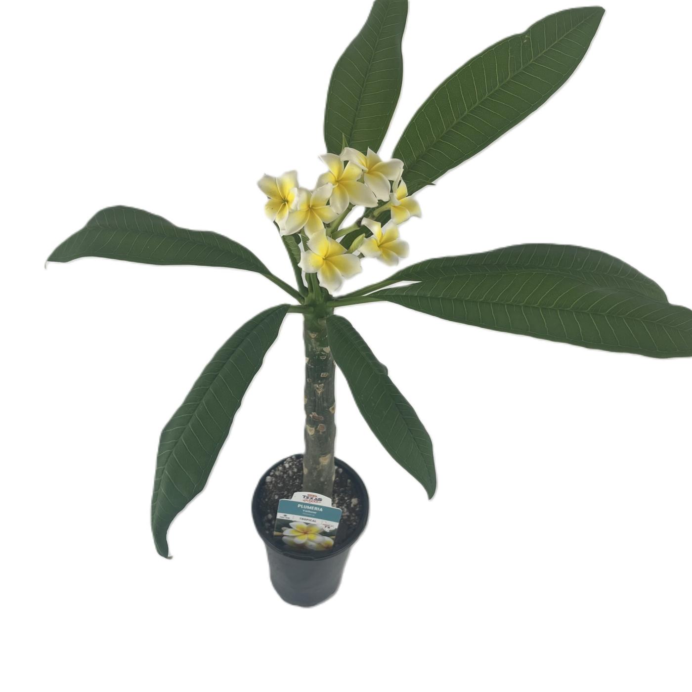HEB Texas Roots Plumeria Yellow Shop Potted plants at HEB