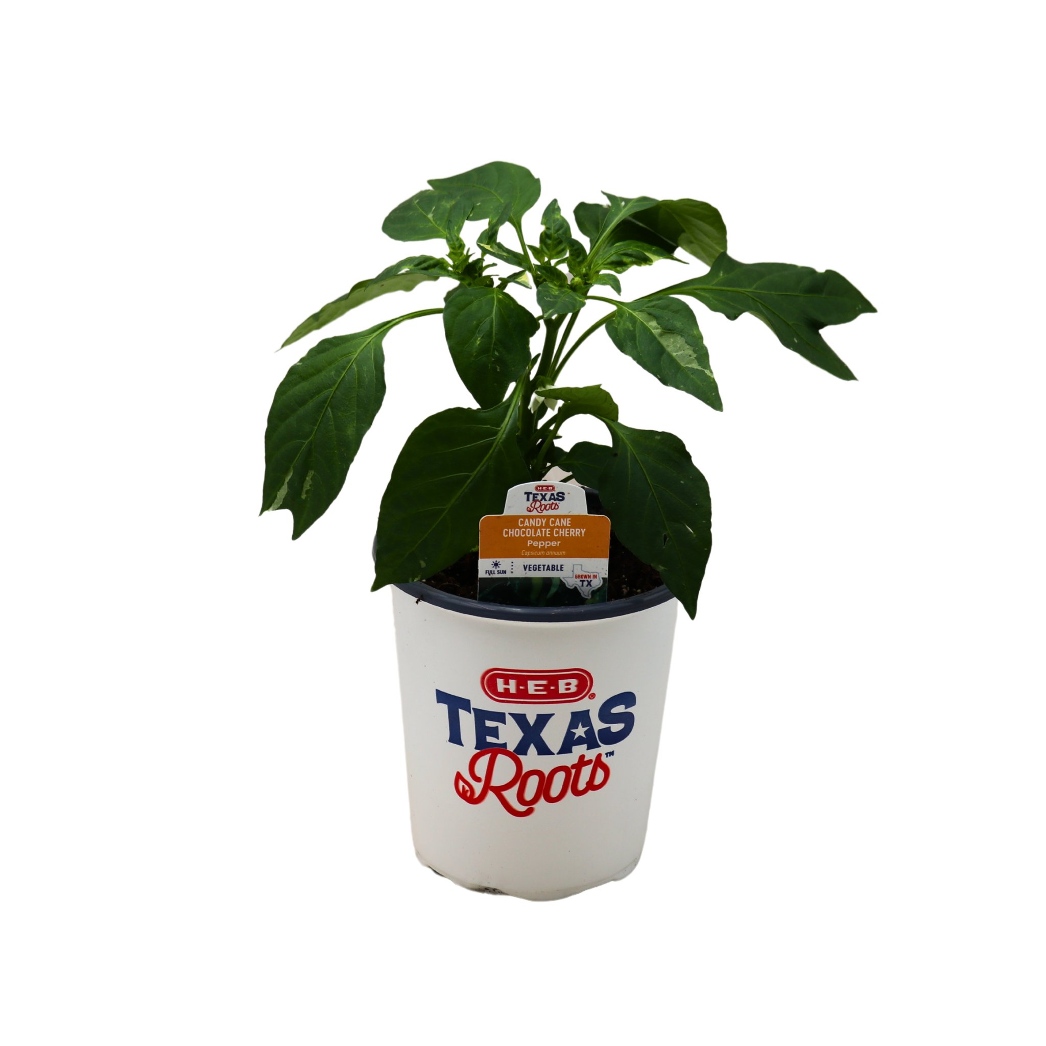HEB Texas Roots Candy Cane Chocolate Cherry Pepper Plant Shop Potted plants at HEB