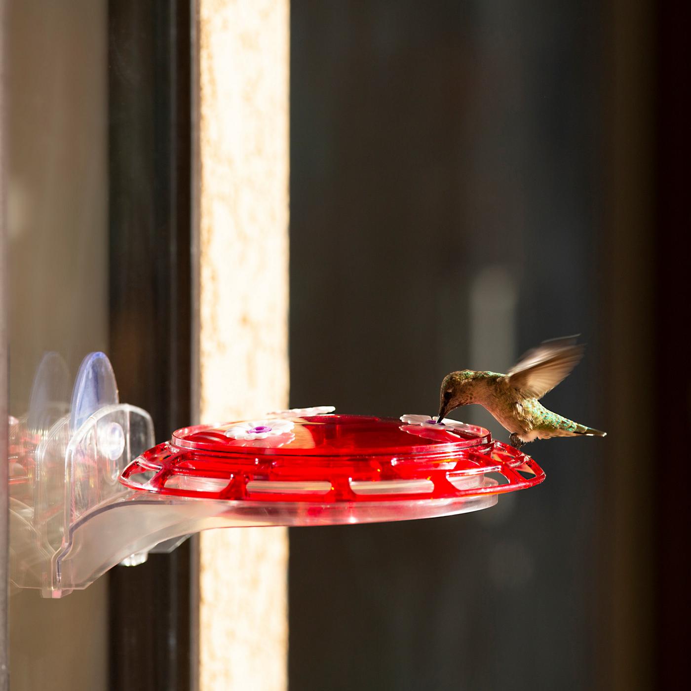 More Birds 3in1 Hummingbird Feeder Shop Feeders at HEB