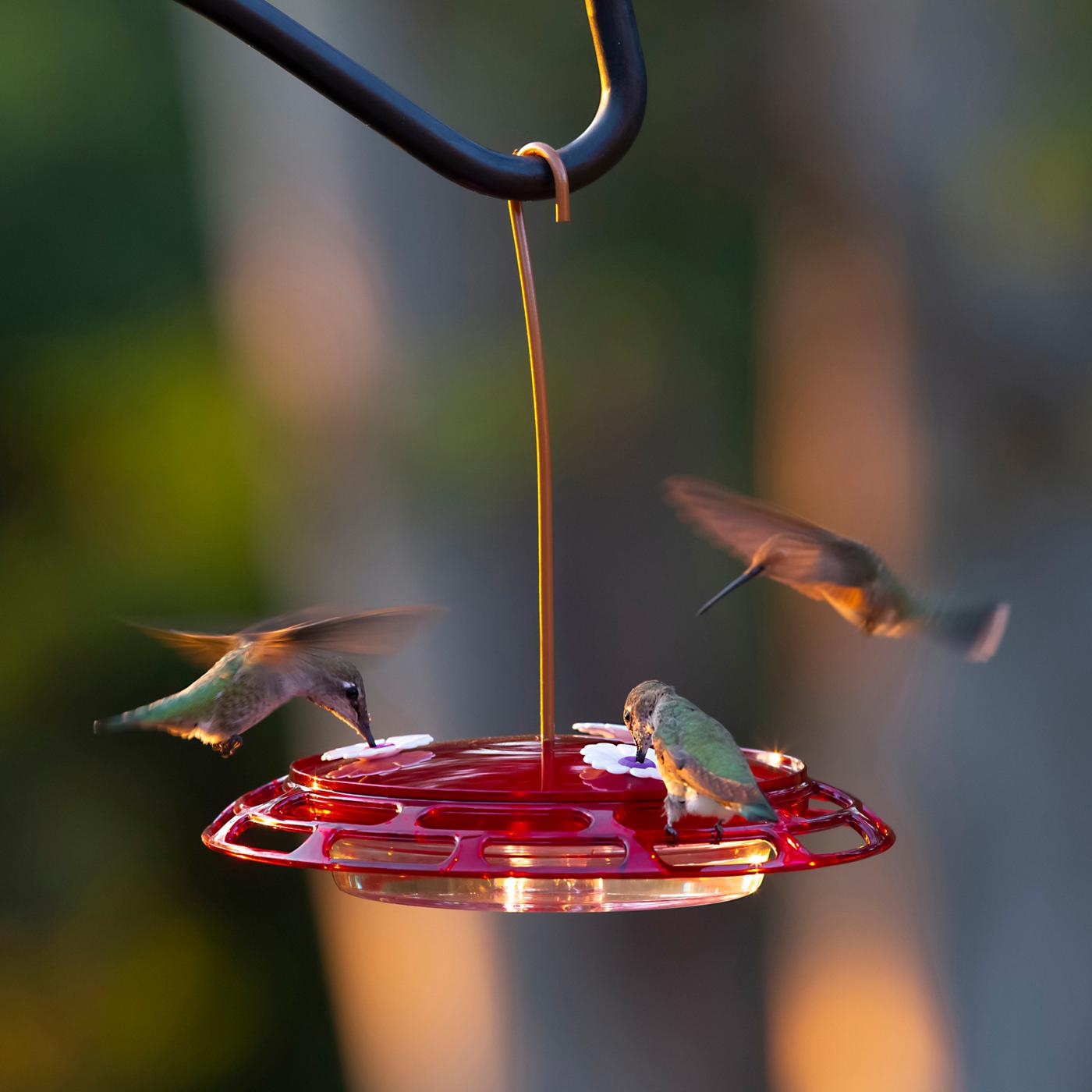 More Birds 3in1 Hummingbird Feeder; image 7 of 8