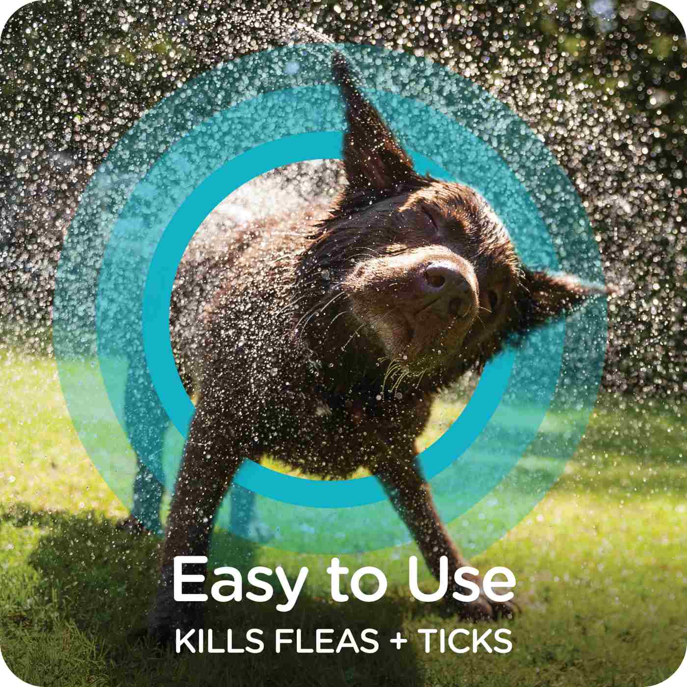 Sergeants Guardian Flea & Tick Dog Shampoo; image 4 of 6