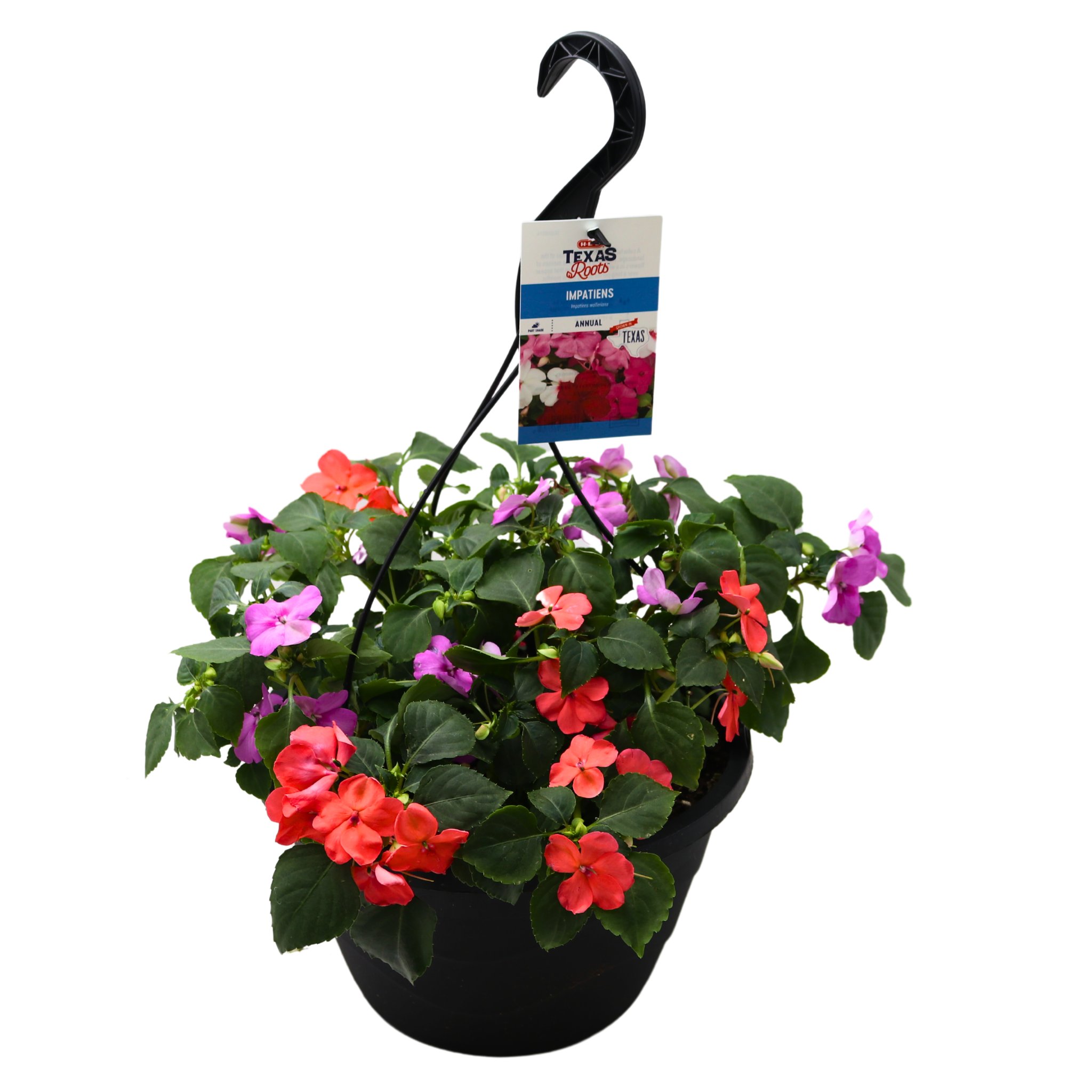 H-E-B Texas Roots Impatiens Hanging Basket - Shop Potted plants at H-E-B