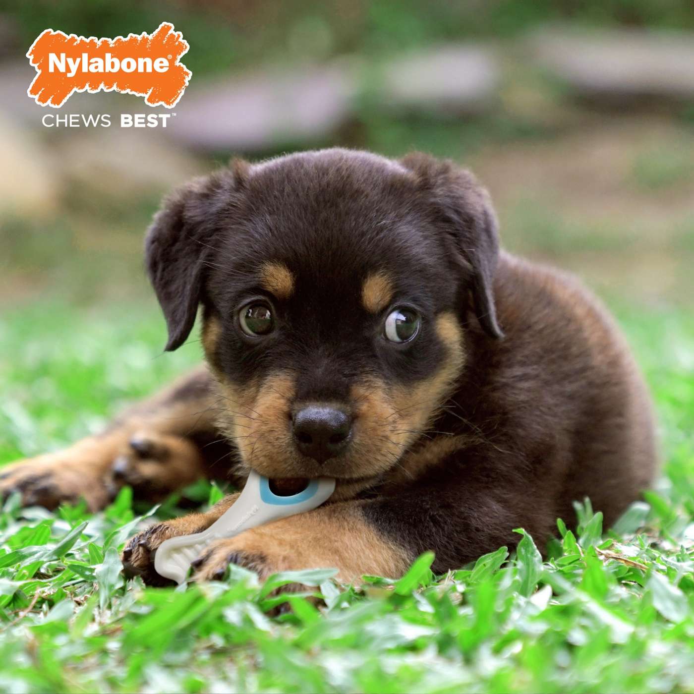 Nylabone Knuckle Bone Pop In Treat Small; image 8 of 9