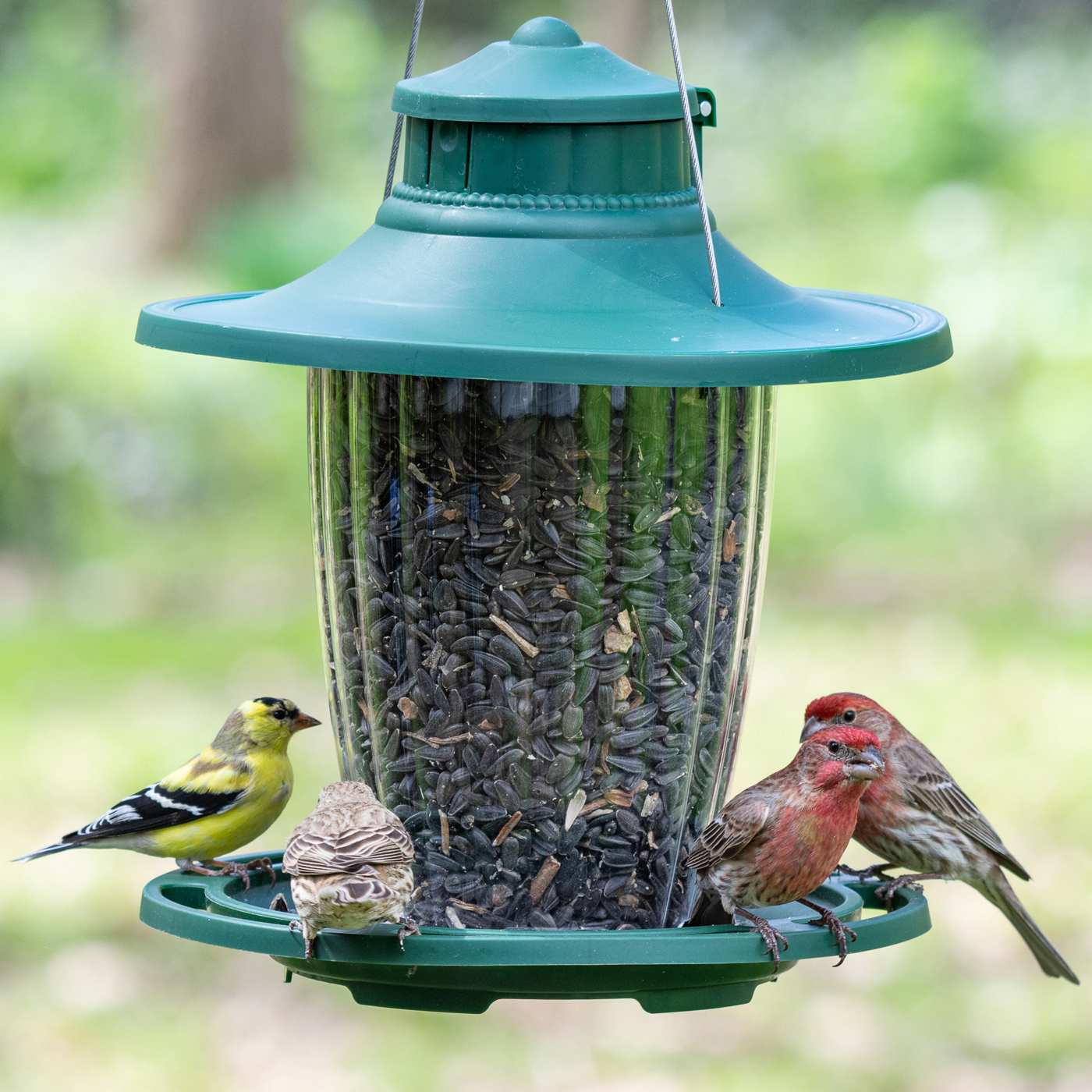 More Birds Large Lantern Bird Feeder; image 4 of 4