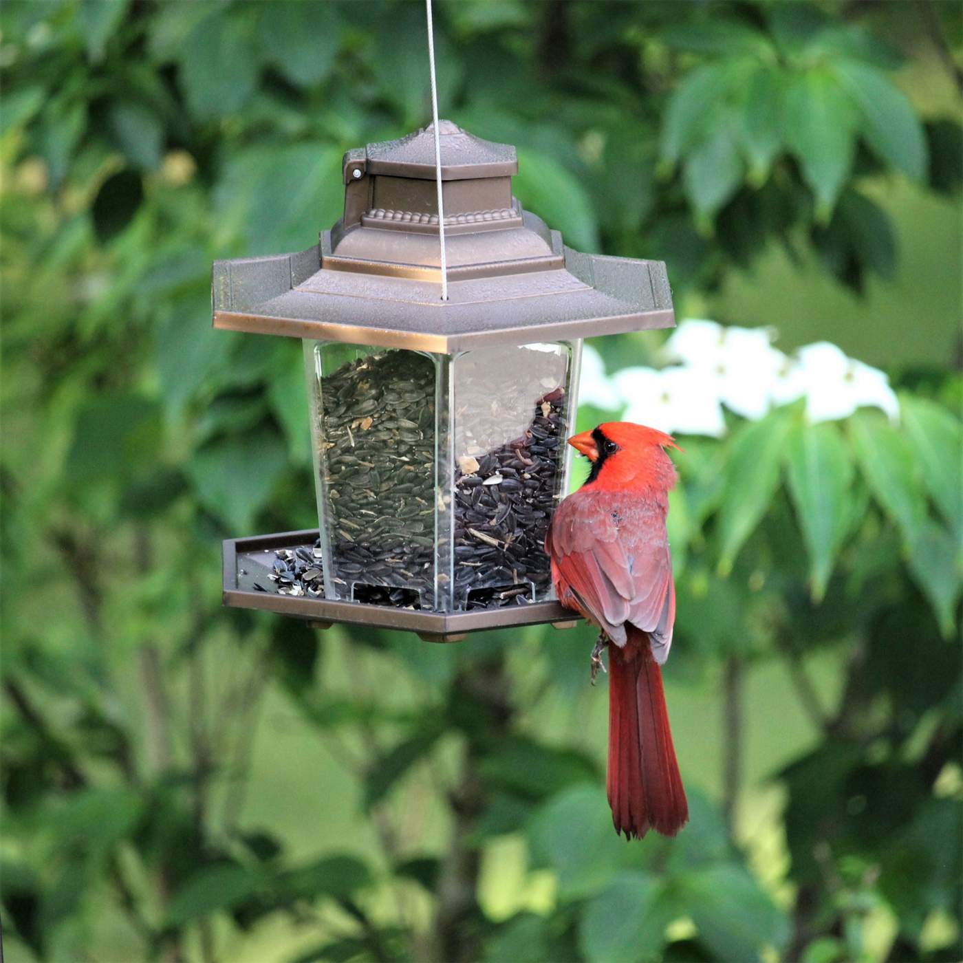 More Birds Small Lantern Bird Feeder; image 2 of 5