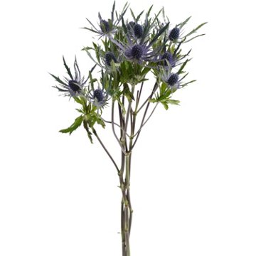 BLOOMS by H-E-B Eryngium Thistle, 1 bundle