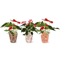 bonsai seerose Flowering Serissa Snow Rose Bonsai Tree