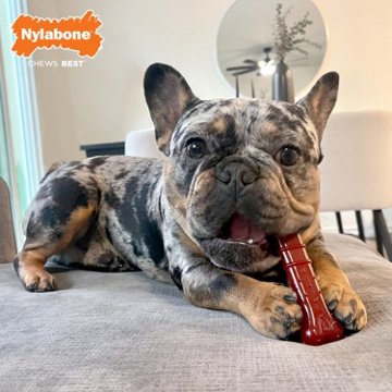 Nylabone Durachew Power Chew Basted Blast Flavor