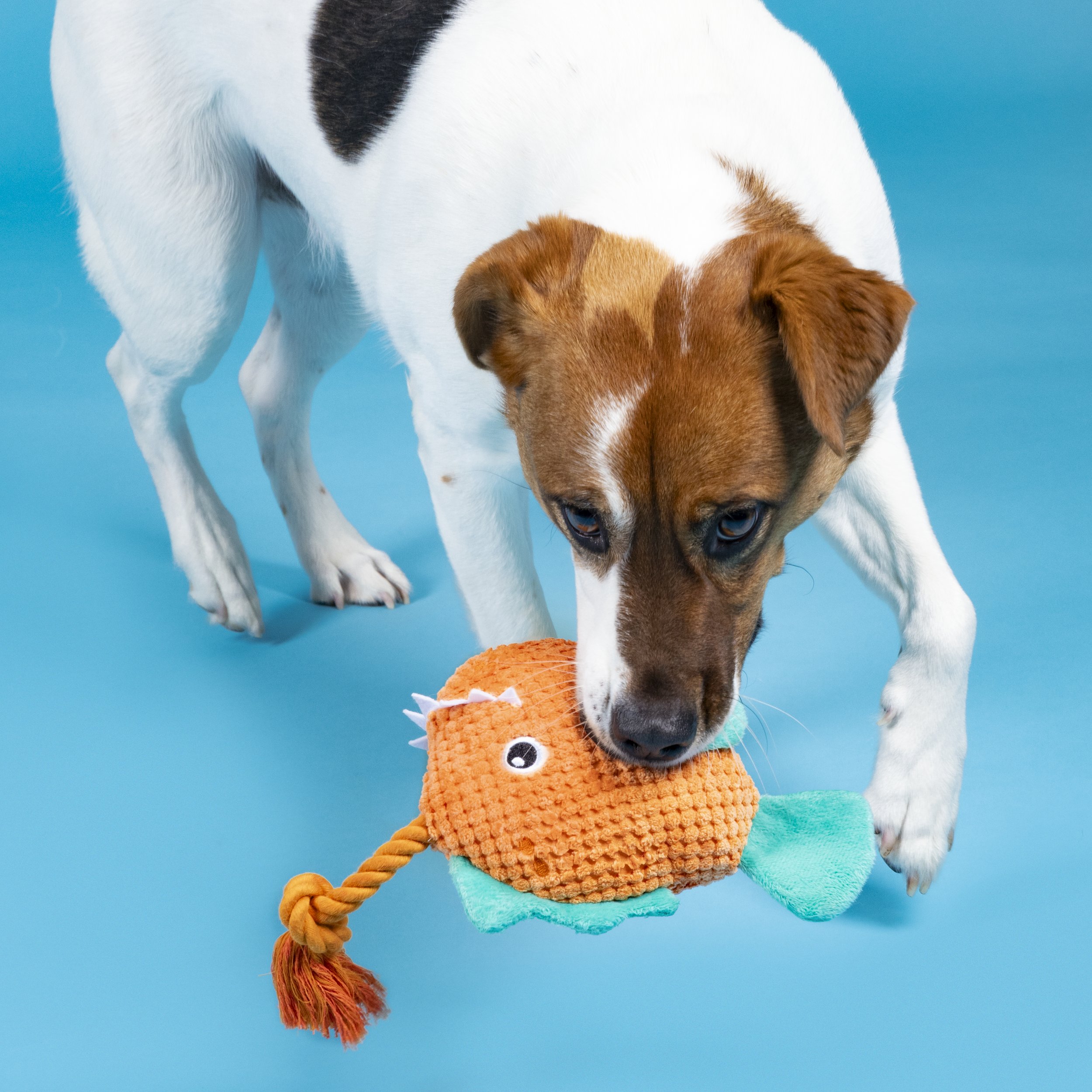 Dog as funny angler fetches toy fishing rod Stock Photo - Alamy