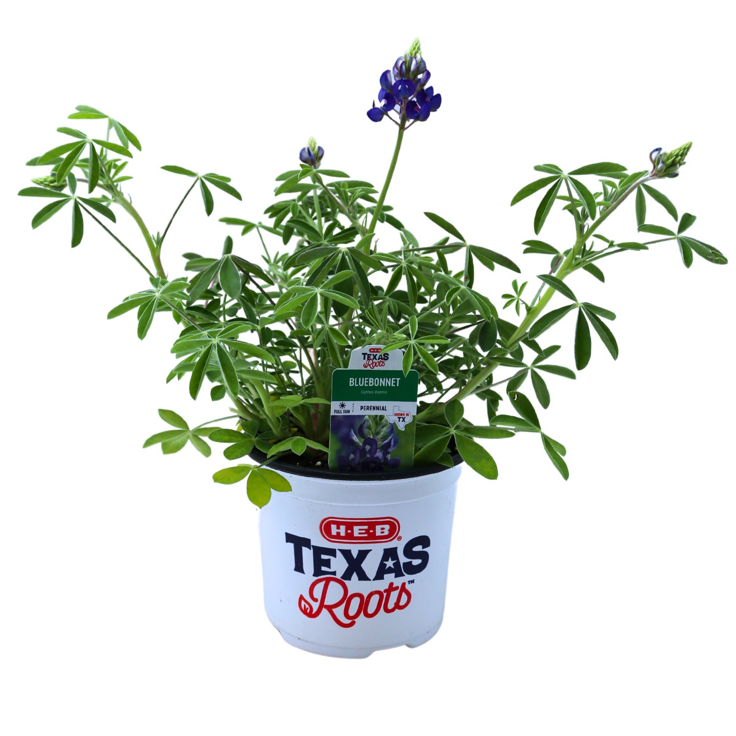 H-E-B Texas Roots Bluebonnets - Shop Potted Plants At H-E-B