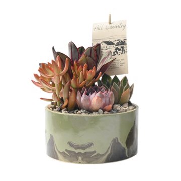 Western Cactus Regional Garden, 6"