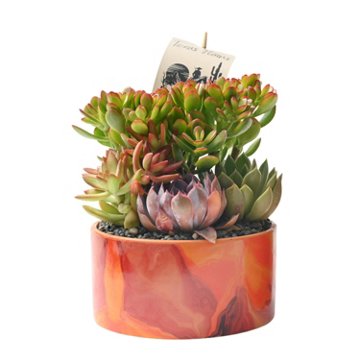 Western Cactus Regional Garden, 6"