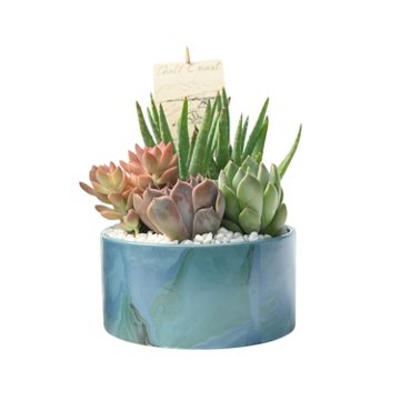Western Cactus Regional Garden, 6"