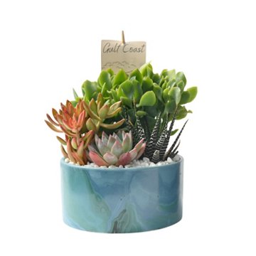 Western Cactus Regional Garden, 6"