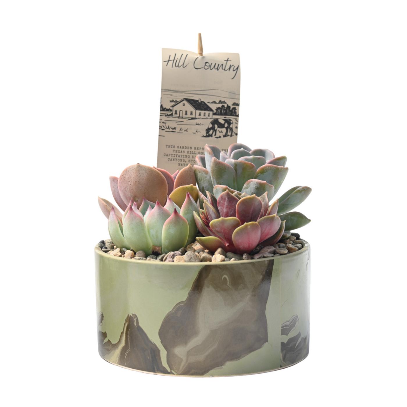 Western Cactus Regional Garden - Shop Potted plants at H-E-B