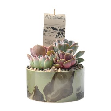 Western Cactus Regional Garden, 6"