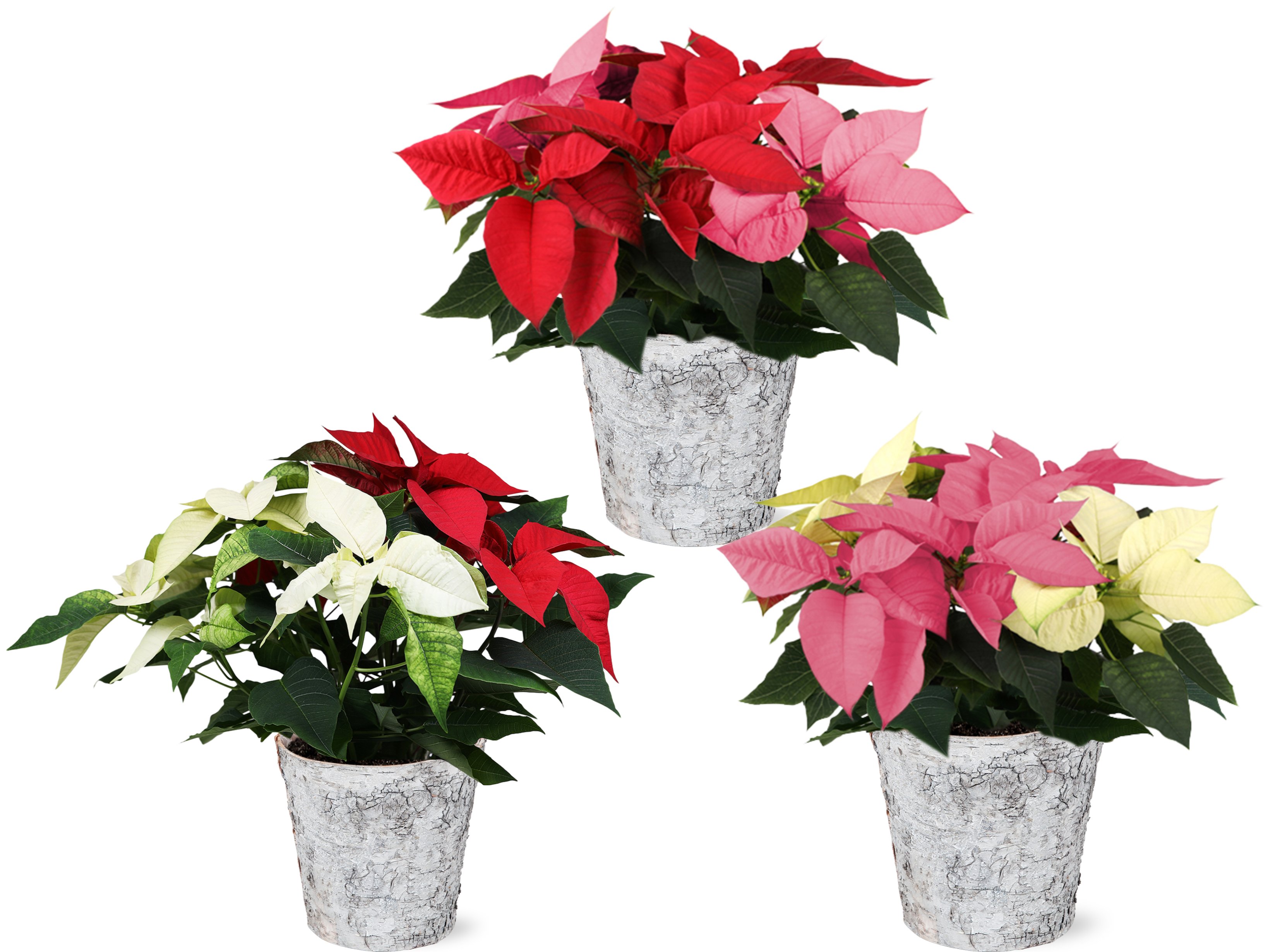 Bi-Color Poinsettia in Birch, Colors Vary, 6.5