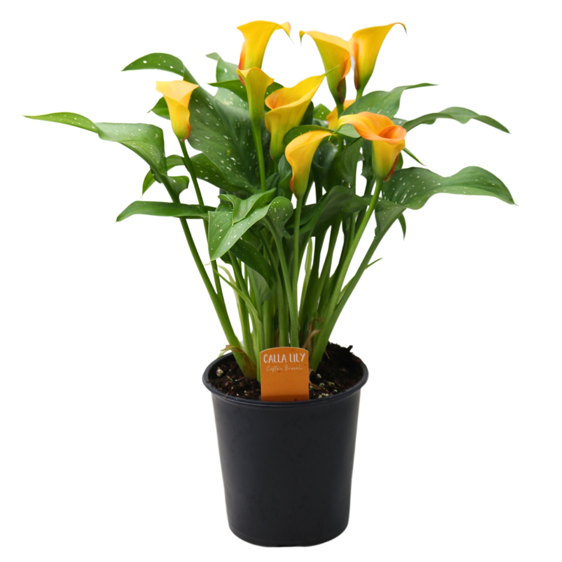 Calla Lily - Orange - Shop Potted Plants at H-E-B