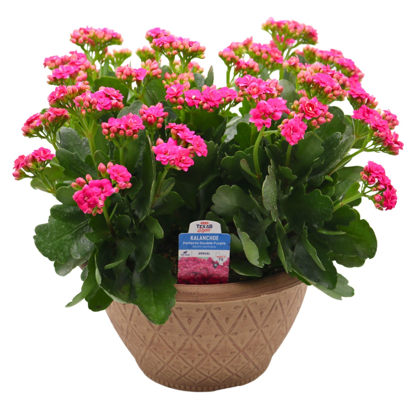 H-E-B Kalanchoe Bowl - Purple - Shop Potted plants at H-E-B