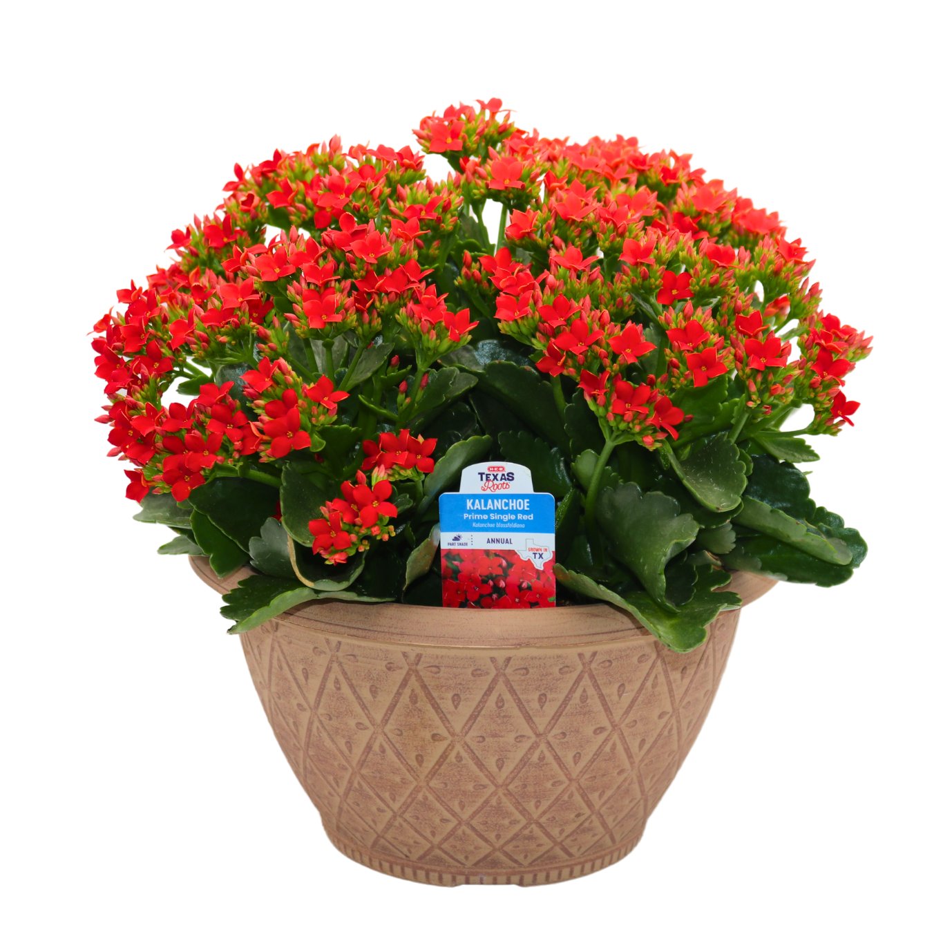 H-E-B Kalanchoe Bowl - Red - Shop Potted plants at H-E-B