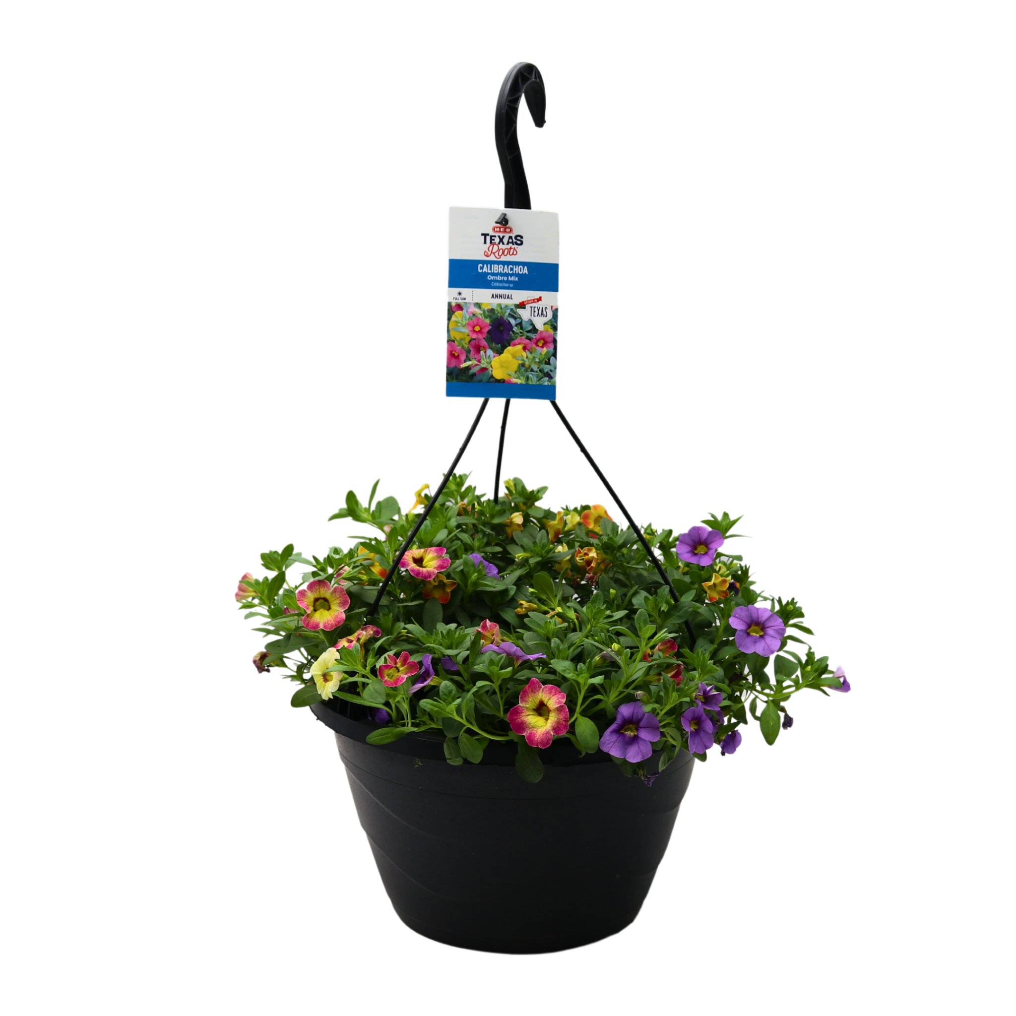 H-E-B Texas Roots Calibrachoa Ombre Mix Hanging Basket - Shop Potted ...