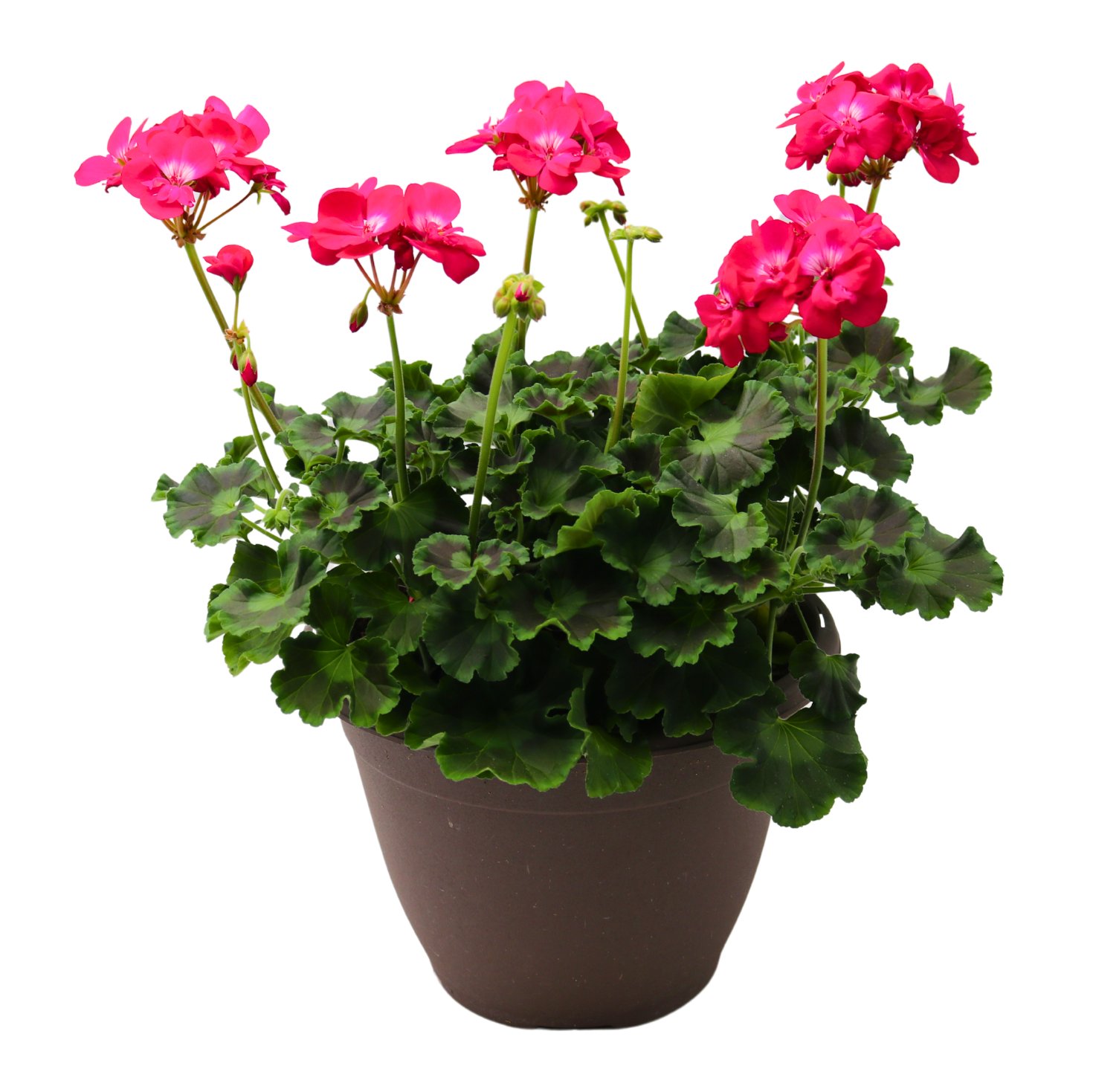 H-E-B Geranium Rose Flowers - Shop Potted plants at H-E-B