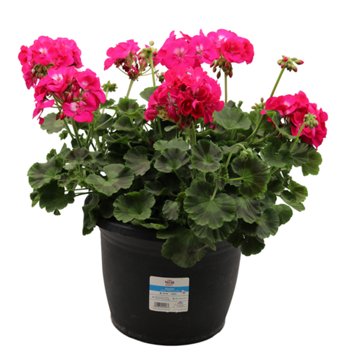 H-E-B Texas Roots Geranium Rose Flowers, 10''