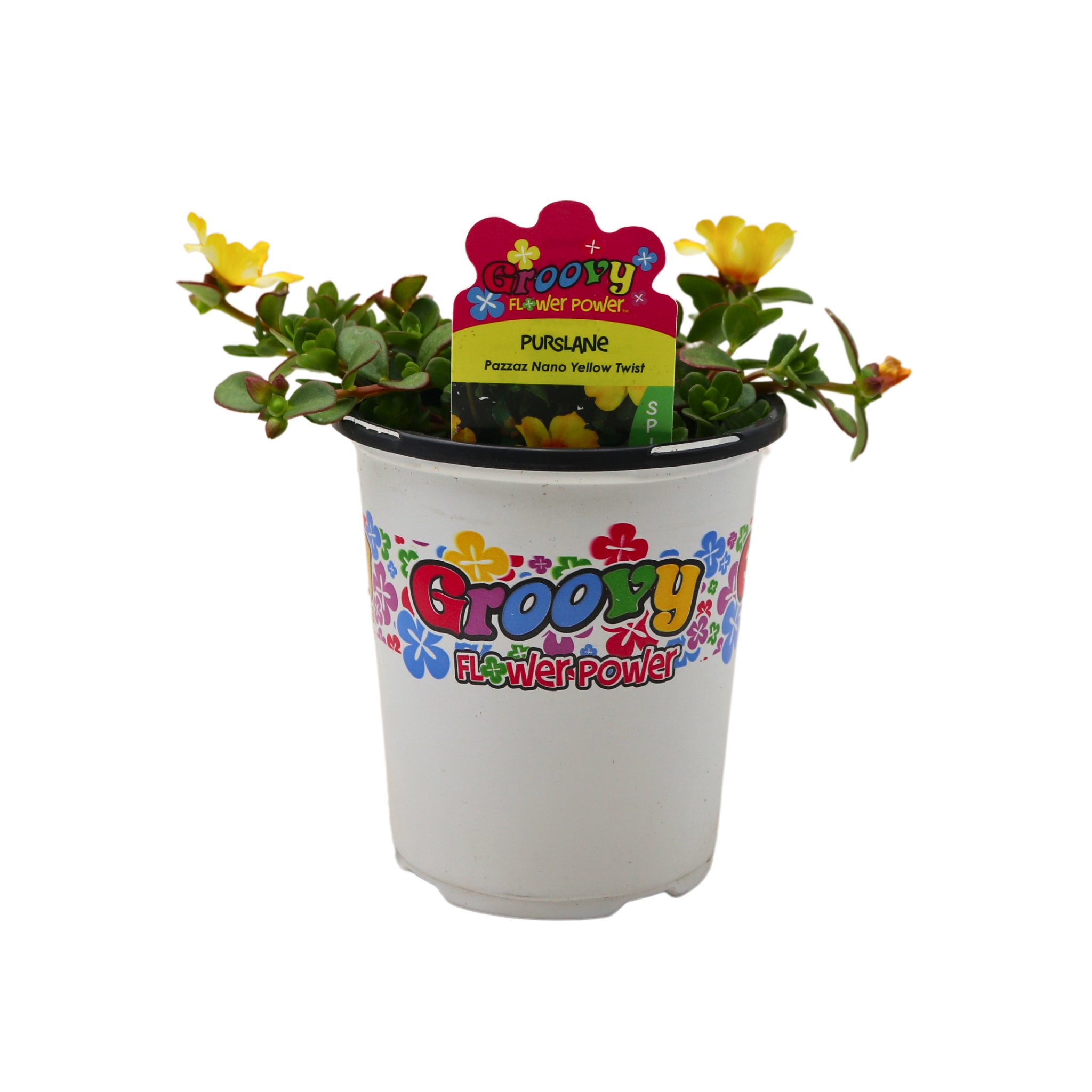 Spring Creek Growers Groovy Flower Power Purslane Pazzaz Nano - Yellow ...