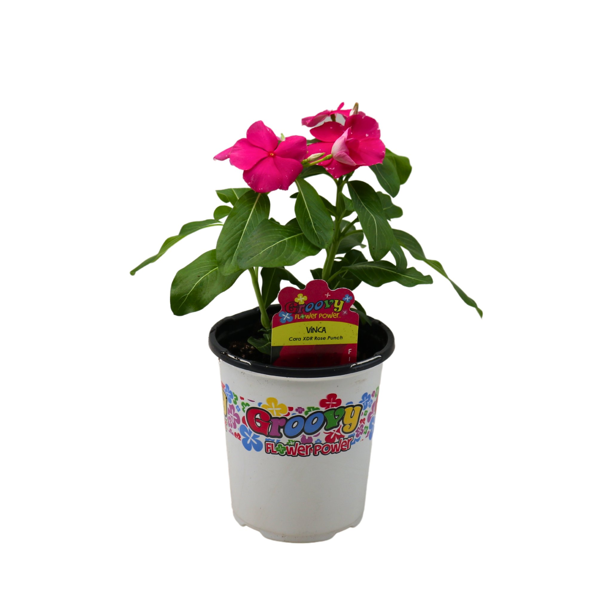 Groovy Flower Power Vinca Cora XDR Rose Punch - Shop Potted plants