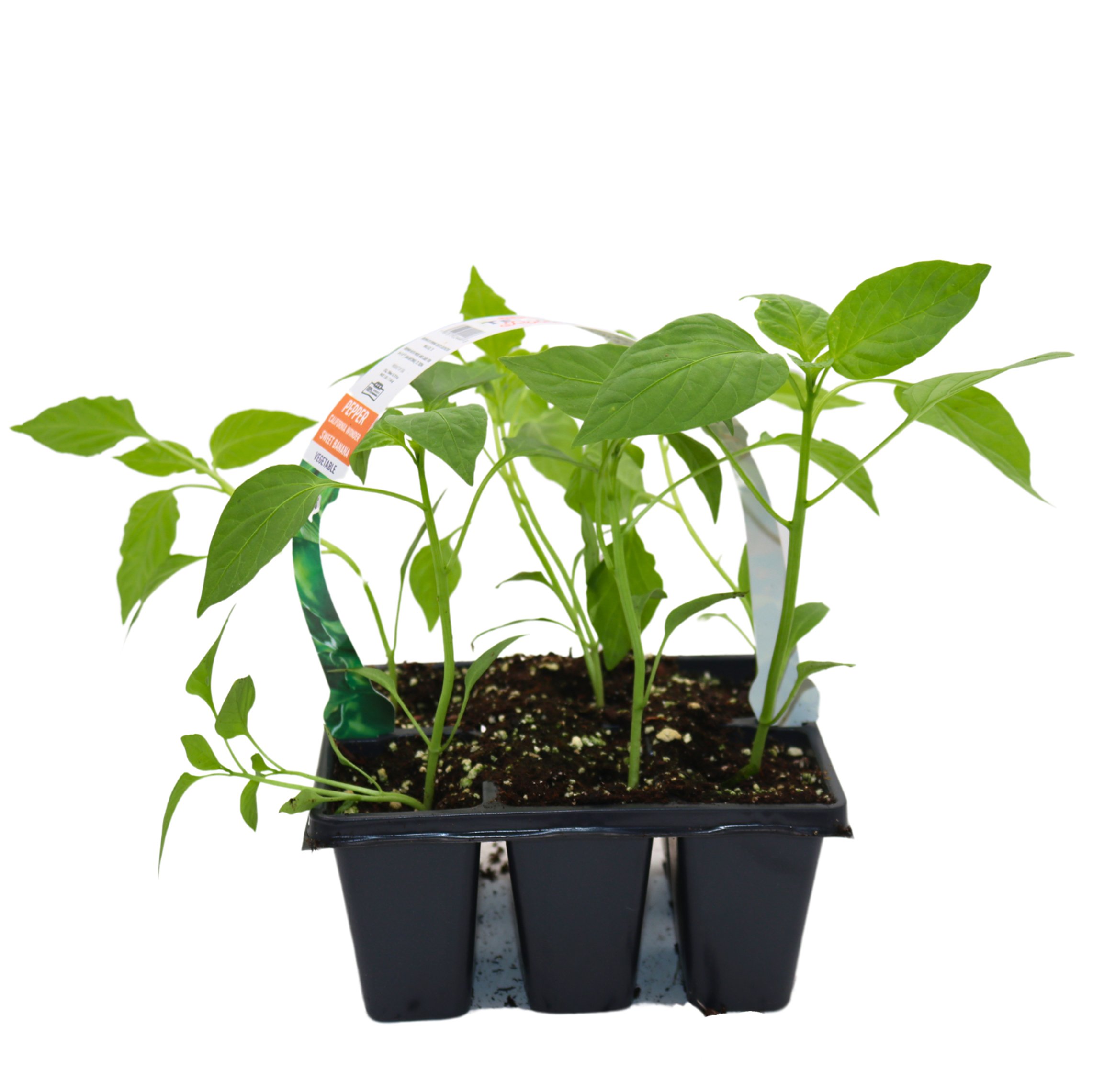 H-E-B Texas Roots Sweet California Bell Pepper Plant - Shop Potted ...