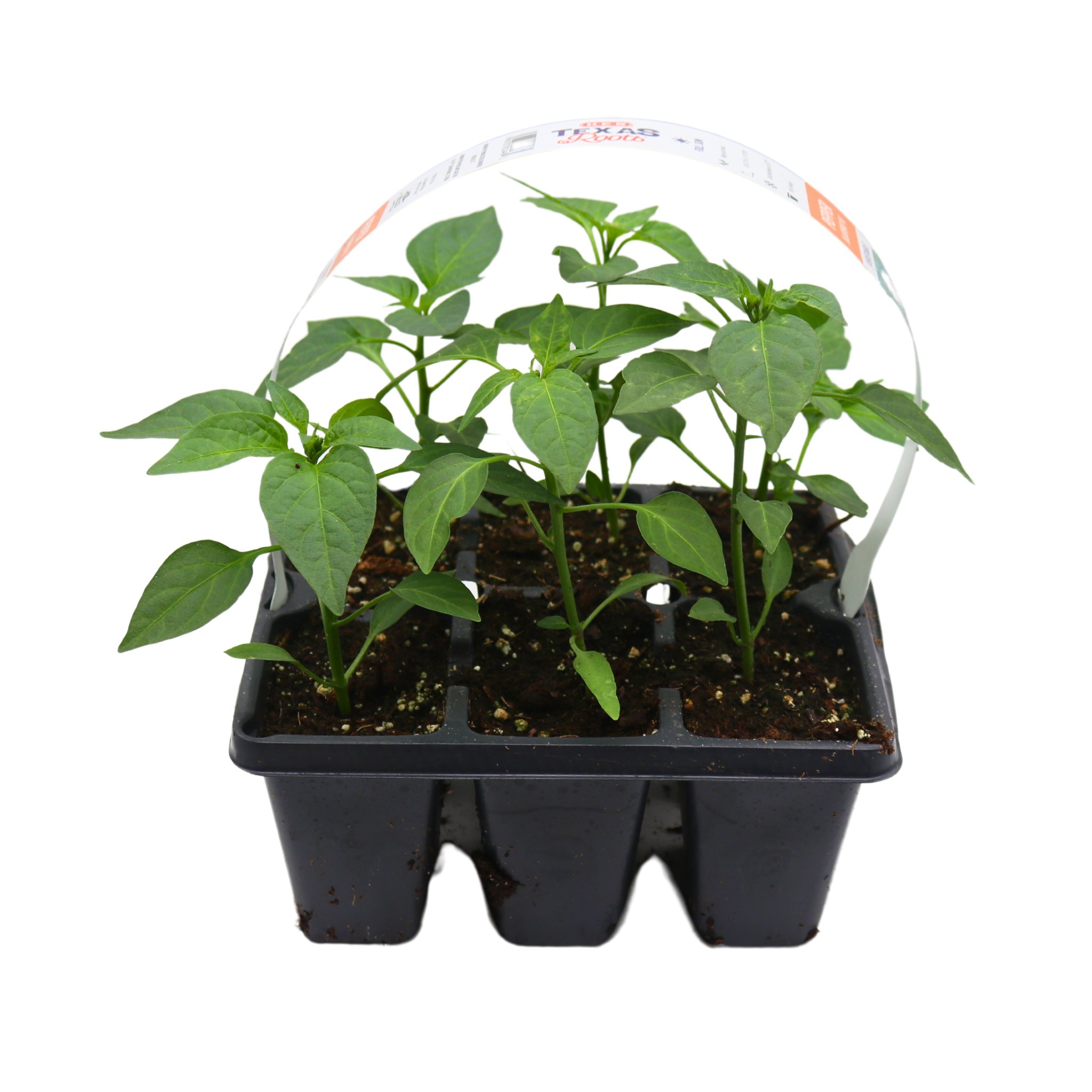 H-E-B Texas Roots Jalapeno M Pepper Plant - Shop Potted plants at H-E-B