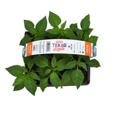 H-E-B Texas Roots Jalapeno M Pepper Plant